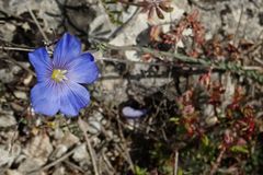 Linum austriacum tommasinii