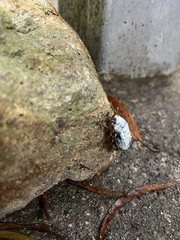 Cyphochilus apicalis