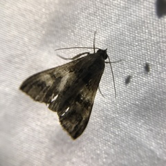 Melipotis fasciolaris