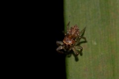 Prostheclina pallida