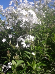 Plumbago auriculata