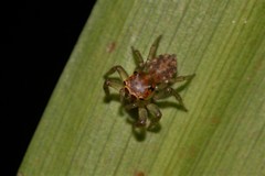 Prostheclina pallida