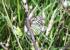 Tatochila xanthodice