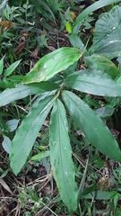 Alpinia sessiliflora