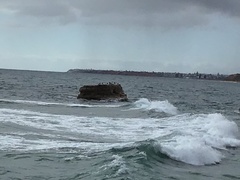 Phalacrocorax fuscescens