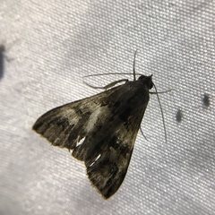 Melipotis fasciolaris