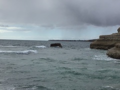 Phalacrocorax fuscescens