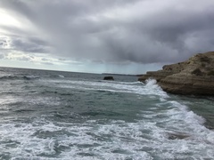 Phalacrocorax fuscescens