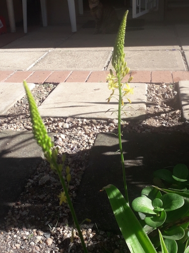 Bulbine latifolia