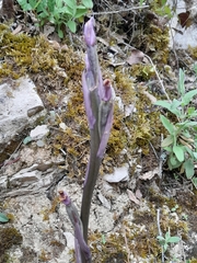 Limodorum trabutianum