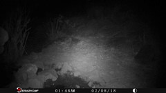 Leopardus pardalis pardalis