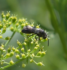 Sphecodes heraclei heraclei