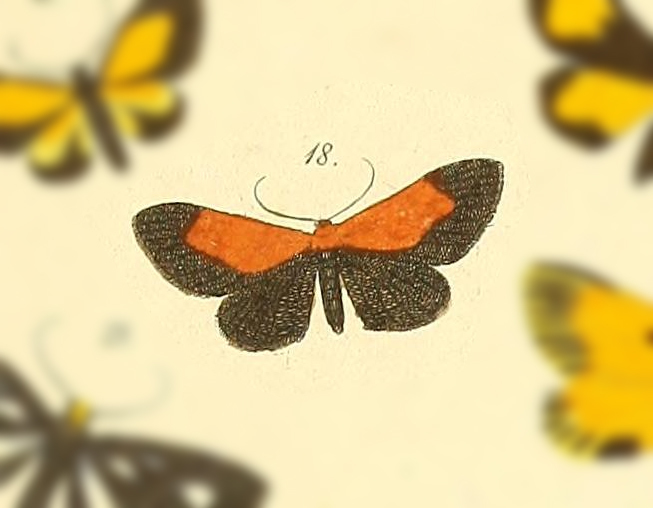 Eutrepsia dispar
