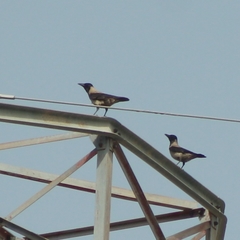 Corvus cornix