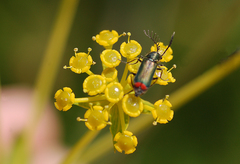 Haplomalachius flabellatus