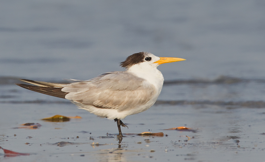 Lesser Crested Tern (Birds of Saudi Arabia) · iNaturalist