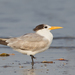 Charrán Bengalí - Photo (c) Paul Cools, algunos derechos reservados (CC BY-NC), subido por Paul Cools