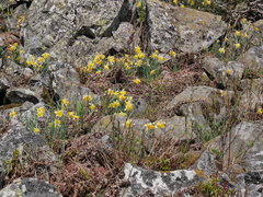 Narcissus pseudonarcissus pseudonarcissus