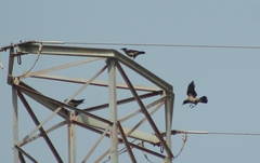 Corvus cornix