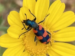 Trichodes affinis