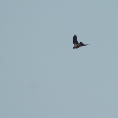 Corvus cornix