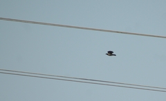 Corvus cornix