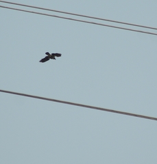Corvus cornix