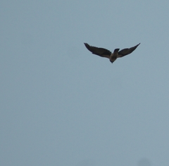 Corvus cornix