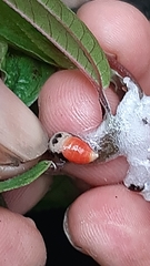 Okiscarta uchidae
