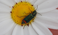 Haplomalachius flabellatus