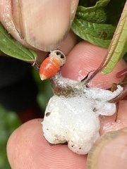 Okiscarta uchidae
