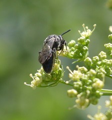 Sphecodes heraclei heraclei