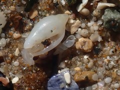 Austroginella translucida