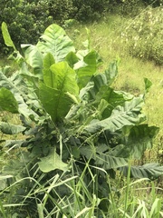 Angiospermae