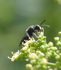 Sphecodes heraclei heraclei