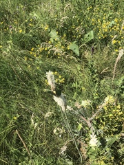 Astragalus dasyanthus