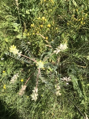 Astragalus dasyanthus