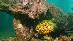 Cleidopus gloriamaris