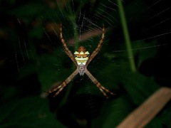 Argiope intricata