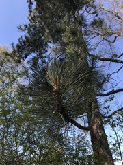 Pinus