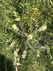 Astragalus dasyanthus