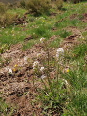 Noccaea caerulescens caerulescens