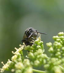 Sphecodes heraclei heraclei