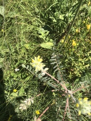 Astragalus dasyanthus