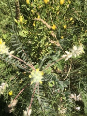 Astragalus dasyanthus