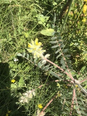 Astragalus dasyanthus