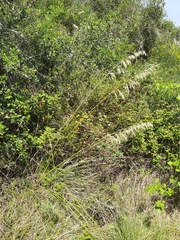 Ampelodesmos mauritanicus