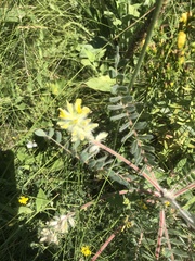Astragalus dasyanthus