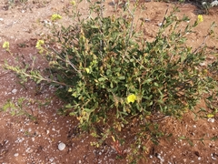 Helianthemum confertum