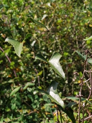 Smilax aspera